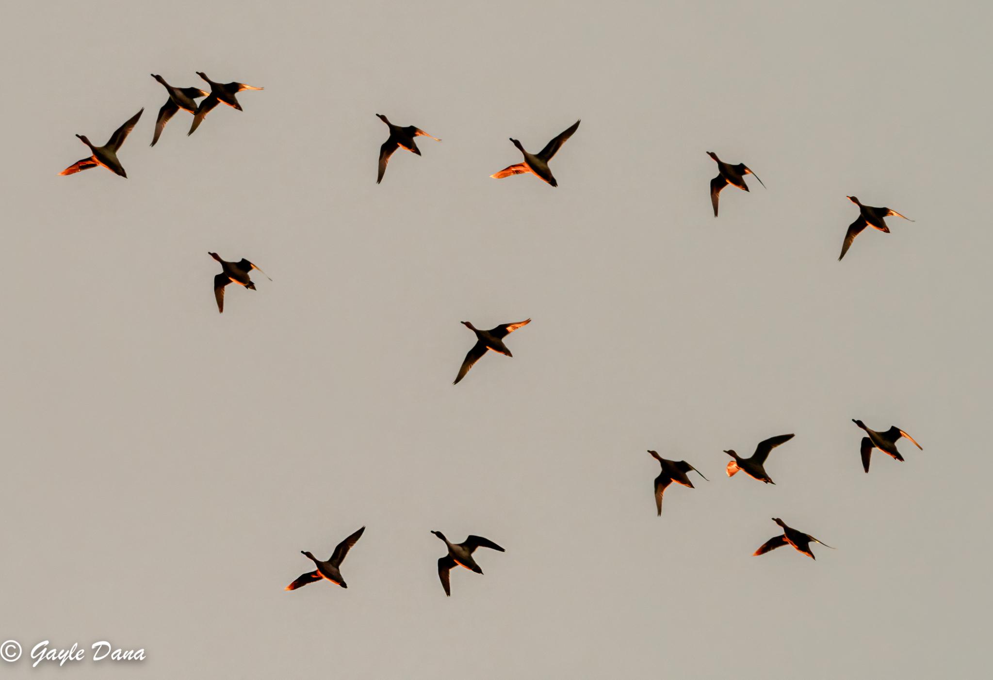 Geese flying at sunrise